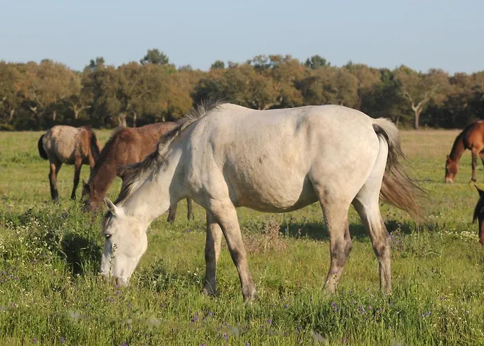 Tangosierraresidences Апартаменты Алкошети